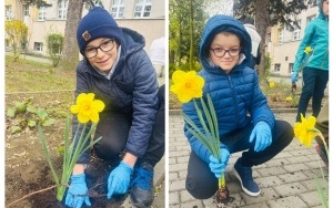 ŻONKILE - KWIATY PAMIĘCI (6)